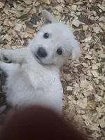 Remus, a male Great Pyrenees and White Shepherd for sale in Rock Hill, SC – Photo 3 of 9
