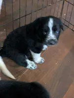 Cookie (and Cream), a male German Shepherd Dog and Great Pyrenees for sale in Rock Hill, SC – 8 of 8