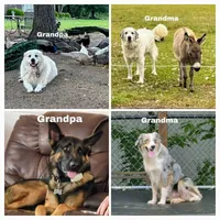 TANK - Shepyrenees, a male German Shepherd Dog and Great Pyrenees for sale in Rock Hill, SC – Photo 8 of 10