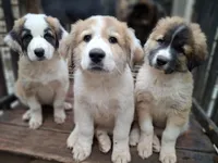TANK - Shepyrenees, a male German Shepherd Dog and Great Pyrenees for sale in Rock Hill, SC – Photo 4 of 10