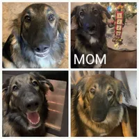 TANK - Shepyrenees, a male German Shepherd Dog and Great Pyrenees for sale in Rock Hill, SC – Photo 10 of 10