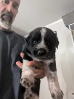 Cookie (and Cream), a male German Shepherd Dog and Great Pyrenees for sale in Rock Hill, SC – 9 of 9