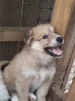 Bella, a female Alaskan Malamute and Great Pyrenees for sale in Rock Hill, SC – 7 of 8
