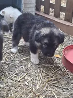 Big Boy, a male Alaskan Malamute and Great Pyrenees for sale in Rock Hill, SC – 7 of 10