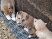 Nala, a female German Shepherd Dog and Great Pyrenees for sale in Rock Hill, SC – 2 of 3