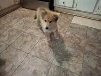 Zoomer, a female German Shepherd Dog and Alaskan Malamute for sale in Rock Hill, SC – 3 of 9
