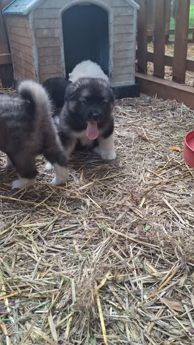 Big Boy, a male Alaskan Malamute and Great Pyrenees for sale in Rock Hill, SC – 2 of 10