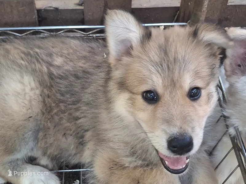 Nala – German Shepherd Dog, Great Pyrenees puppy for sale in Rock Hill, SC