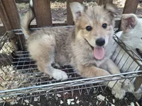 Nala, a female German Shepherd Dog and Great Pyrenees for sale in Rock Hill, SC – 6 of 9
