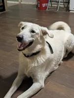 Tank, a male German Shepherd Dog and Great Pyrenees for sale in Rock Hill, SC – 6 of 6