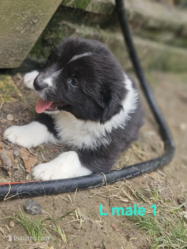 Jake – Miniature Australian Shepherd puppy for sale in Eggleston, VA