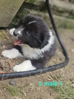 Jake, a male Miniature Australian Shepherd for sale in Eggleston, VA – 1 of 2