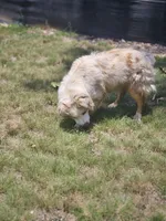 Kahili, a female Australian Shepherd for sale in Eggleston, VA – 4 of 5