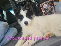 May, a female Siberian Husky for sale in Eggleston, VA – 2 of 4