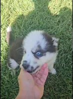 Havoc, a male Siberian Husky for sale in Eggleston, VA – 6 of 8