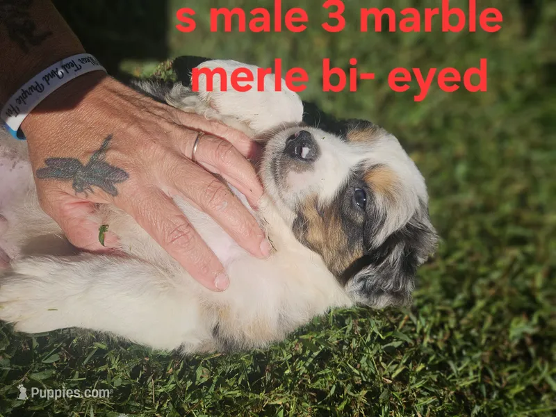 Marble merle max – Australian Shepherd, Miniature American Shepherd puppy for sale in Eggleston, VA