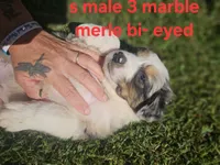 Marble merle max, a male Australian Shepherd and Miniature American Shepherd for sale in Eggleston, VA – 1 of 2