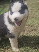 Ava, a female Siberian Husky for sale in Eggleston, VA – 3 of 5