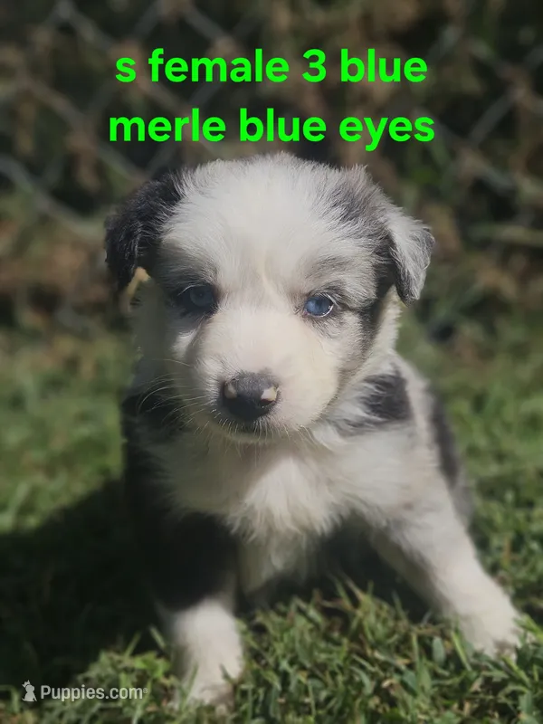 Wednesday – Australian Shepherd, Miniature American Shepherd puppy for sale in Eggleston, VA