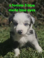 Wednesday, a female Australian Shepherd and Miniature American Shepherd for sale in Eggleston, VA – 1 of 2