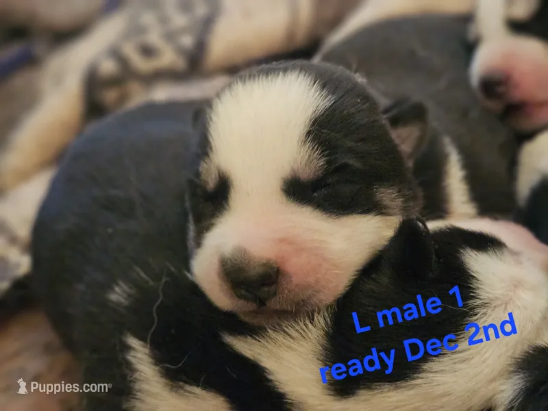Havoc – Siberian Husky puppy for sale in Eggleston, VA