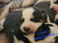 Havoc, a male Siberian Husky for sale in Eggleston, VA – 1 of 1