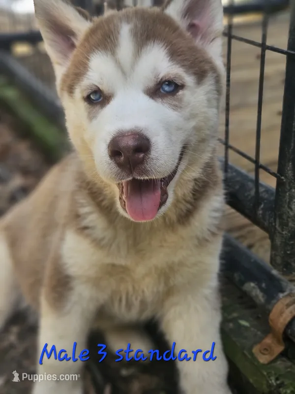 Bo – Siberian Husky puppy for sale in Eggleston, VA