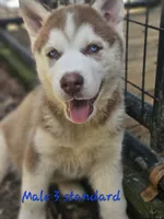Bo, a male Siberian Husky for sale in Eggleston, VA – 1 of 3