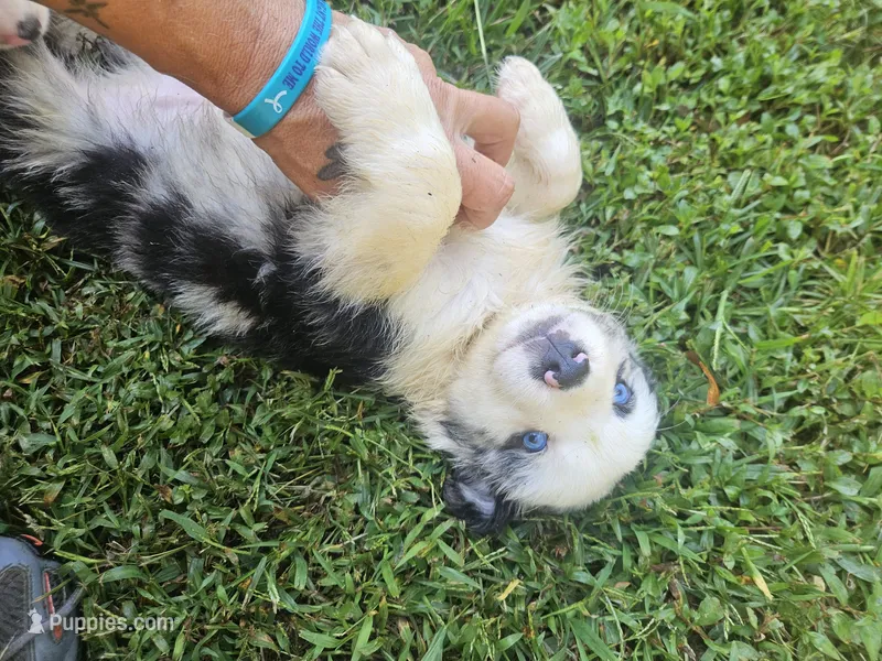 Bo – Australian Shepherd puppy for sale in Eggleston, VA