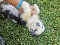 Bo, a male Miniature Australian Shepherd for sale in Eggleston, VA – 1 of 7