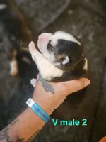 Aspen, a male Siberian Husky for sale in Eggleston, VA – 2 of 2