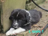 Jake, a male Miniature Australian Shepherd for sale in Eggleston, VA – 2 of 2