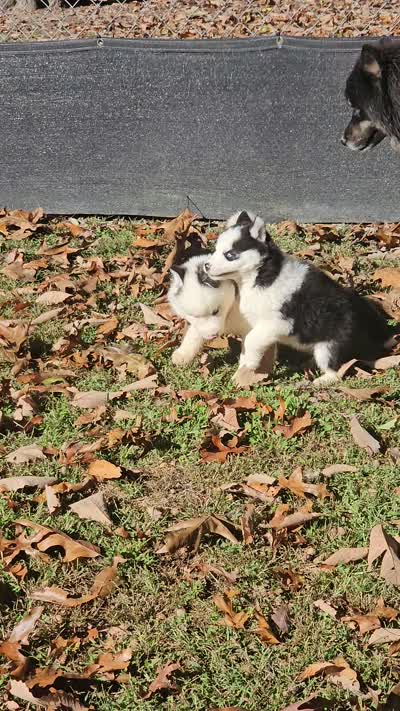 Ava, a female Siberian Husky for sale in Eggleston, VA – 2 of 5
