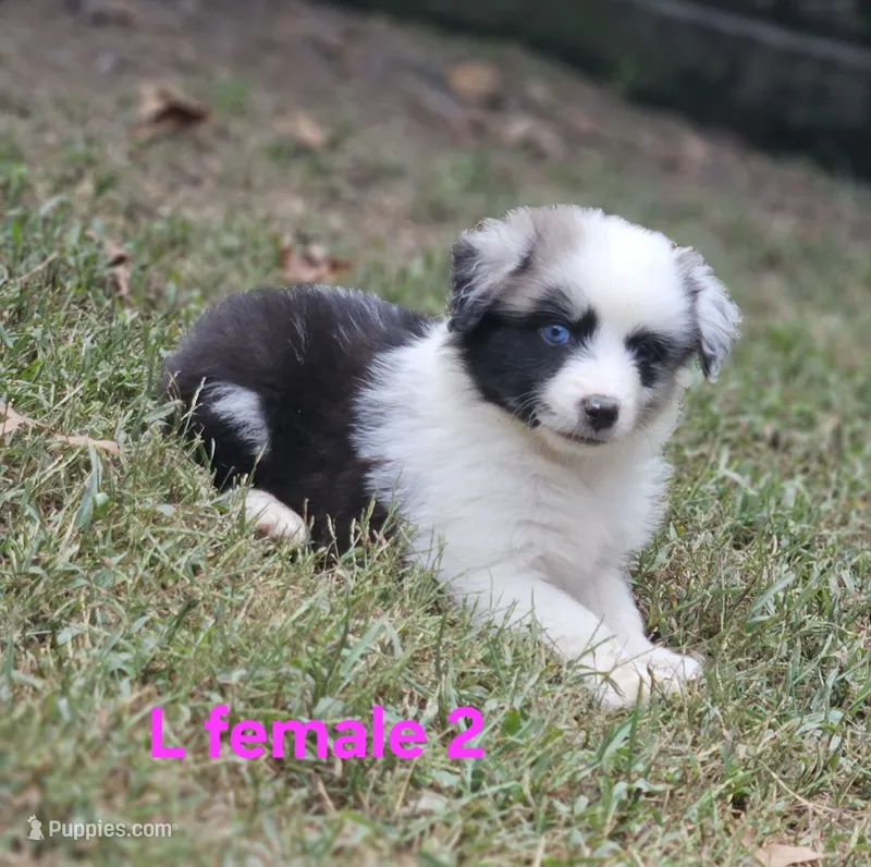 May – Miniature Australian Shepherd puppy for sale in Eggleston, VA