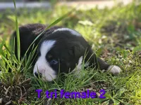 Bella, a female Australian Shepherd for sale in Eggleston, VA – 2 of 3
