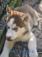 Aries, a male Siberian Husky for sale in Eggleston, VA – 3 of 3