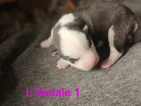 Leah, a female Siberian Husky for sale in Eggleston, VA – 1 of 1