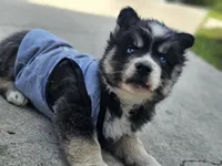 Junior, a male Siberian Husky for sale in Eggleston, VA – 6 of 6