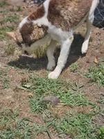 Arie, a female Siberian Husky for sale in Eggleston, VA – 5 of 5