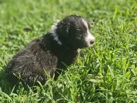 July, a male Australian Shepherd for sale in Eggleston, VA – 2 of 2