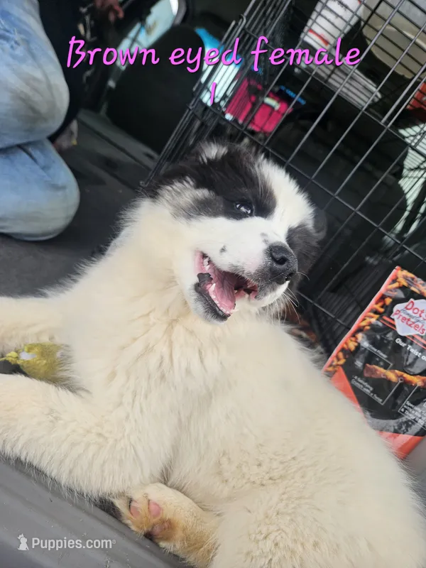 May – Siberian Husky puppy for sale in Eggleston, VA