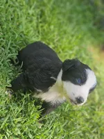 Bear, a male Australian Shepherd for sale in Eggleston, VA – 2 of 2