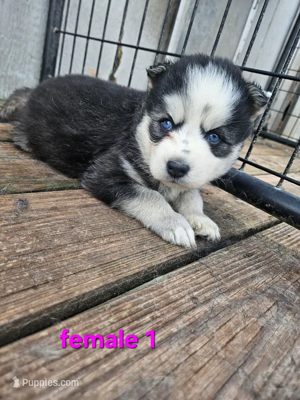Karma – Siberian Husky puppy for sale in Eggleston, VA