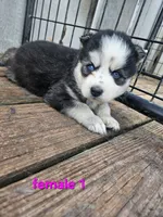 Karma, a female Siberian Husky for sale in Eggleston, VA – 1 of 1