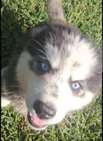 Karma, a female Siberian Husky for sale in Eggleston, VA – 3 of 7
