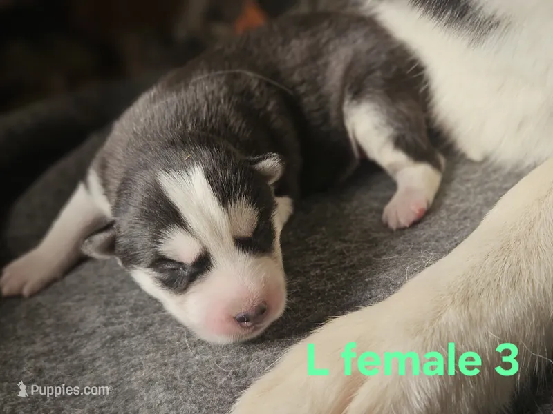 Ari – Siberian Husky puppy for sale in Eggleston, VA