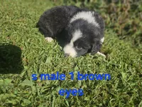 Oreo, a male Australian Shepherd and Miniature American Shepherd for sale in Eggleston, VA – 1 of 2