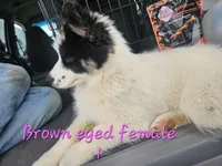 May, a female Siberian Husky for sale in Eggleston, VA – 4 of 4