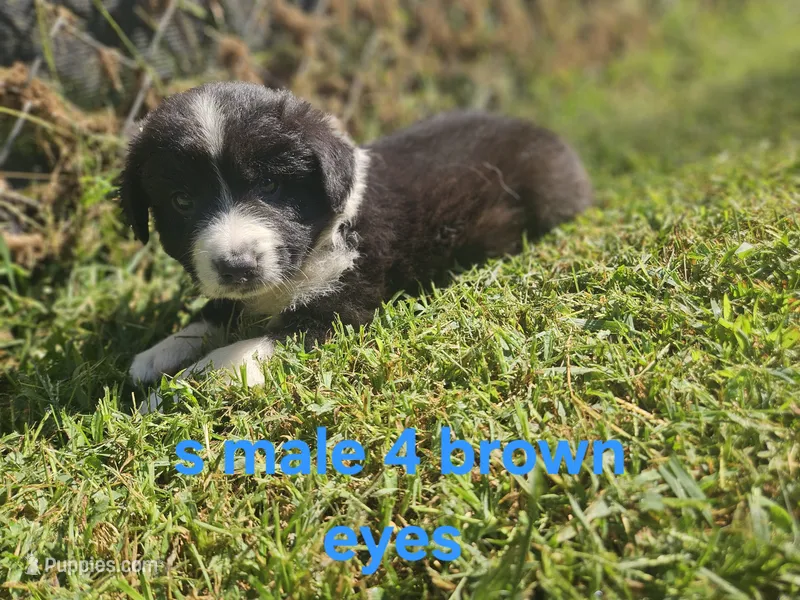 Sunny – Australian Shepherd, Miniature American Shepherd puppy for sale in Eggleston, VA