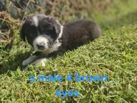 Sunny, a male Australian Shepherd and Miniature American Shepherd for sale in Eggleston, VA – 1 of 2